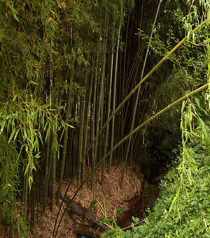 Moso Bamboo Forest